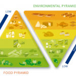 Double Food Pyramid