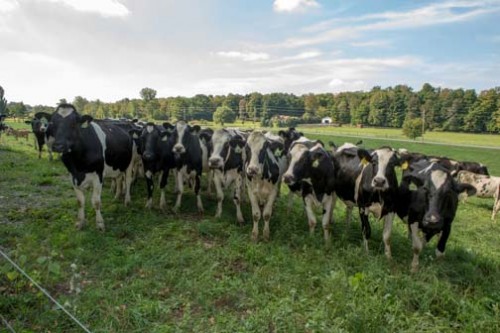 organic cows