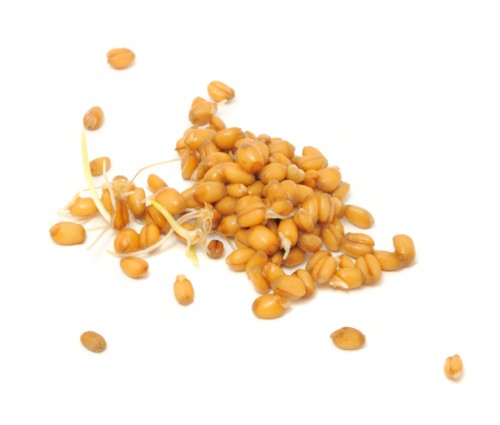 Wheat Germs Isolated on White Background