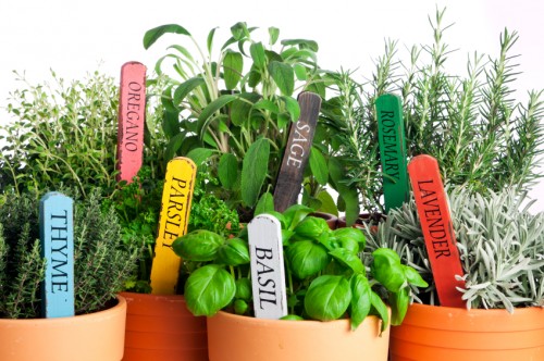 variety of potted garden herbs, closeup