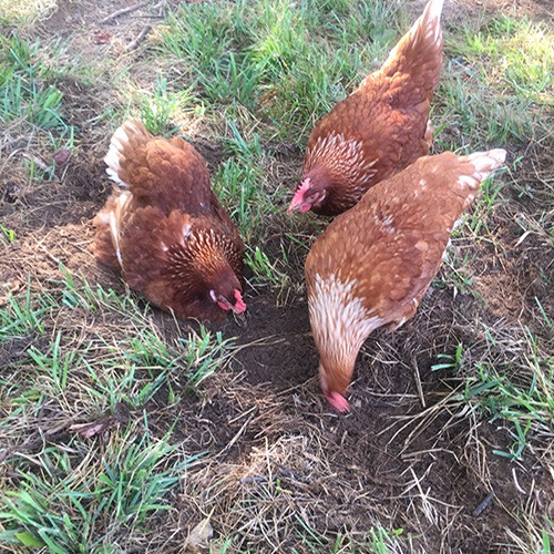 Hen's eating worms and bugs