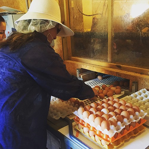 Packing pasture-raised eggs