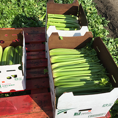 Celery boxed_400